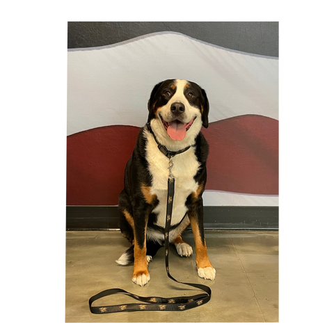Trident deals pet supply